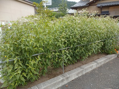s-DSC_2558
