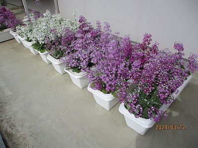 花２
