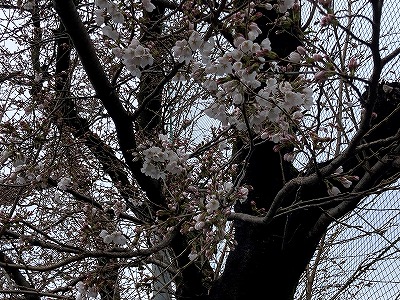 花3