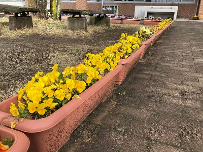 花5
