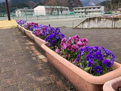 花6