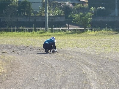 除草作業３