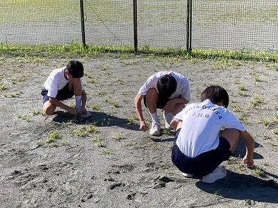 草むしり