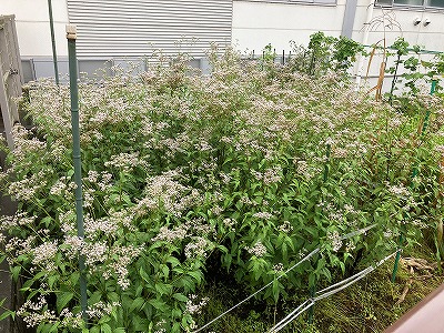 フジバカマ